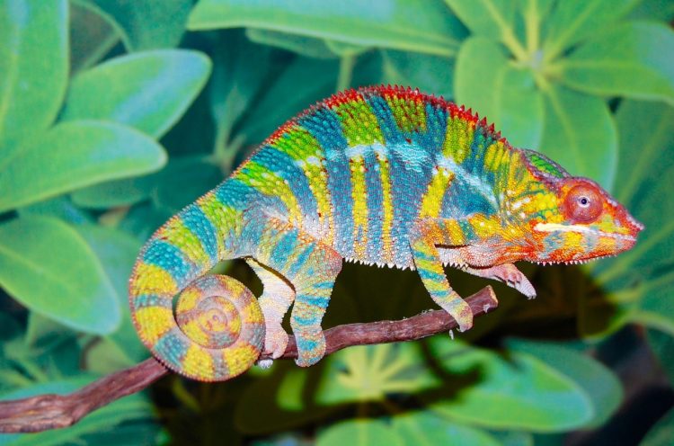 Panther Chameleon, Bunglon Warna-warni Anti Rewel Koleksi Batu Secret Zoo -
