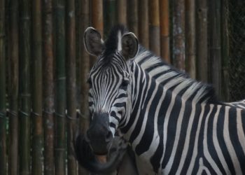 3 Fakta Menarik Tentang Zebra, Si Belang Koleksi Batu Secret Zoo -
