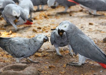 African Grey Parrot, Burung Paruh Bengkok yang Bisa 'Bicara' Berbagai Bahasa Koleksi Batu Secret Zoo -