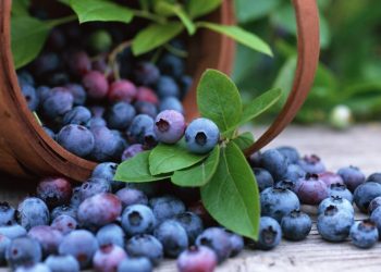 Buah Blueberry Bisa Meningkatkan Daya Ingat, Pelajari Fakta Lainnya di Baloga -