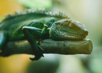 Iguana Hijau Koleksi Batu Secret Zoo, Herbivora Berwajah Ganas -
