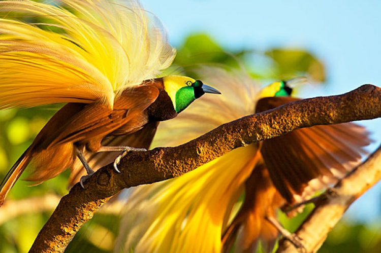 Ilustrasi Burung Cenderawasih kuning