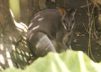 Pengin Tahu Penampakan Kanguru Tanah Asli Papua? ke Batu Secret Zoo Aja -