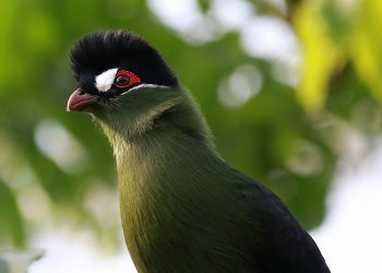 Sejarah Dokter di Balik Nama Burung Hartlaub's Turaco Koleksi Eco Green Park -