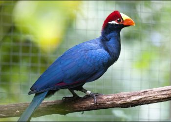 Violet Turaco, Burung Pemalu tapi Gesit Koleksi Eco Green Park -