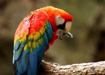 Warna-warni Eksotis Burung Scarlet Macaw di Eco Green Park -